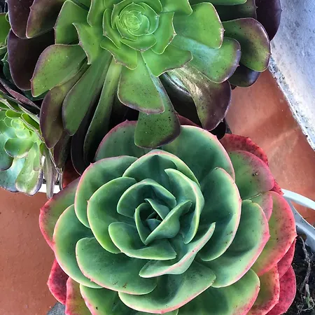 Holiday home Alojamento Santa Helena *