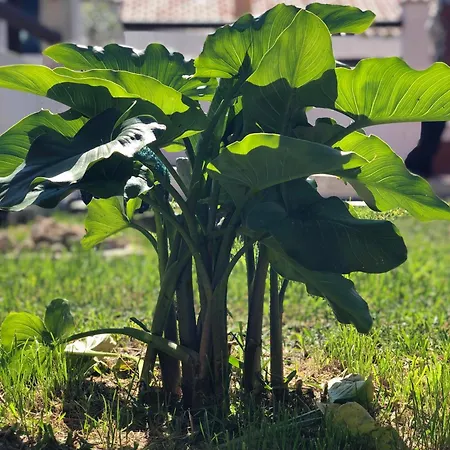 Alojamento Santa Helena בית נופש