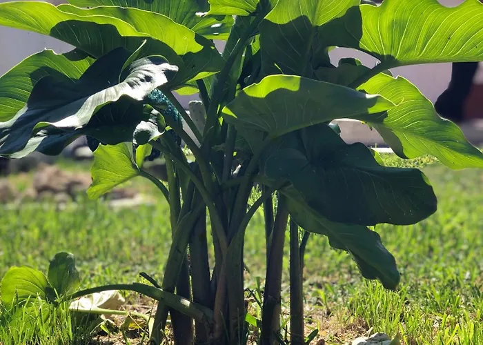 Alojamento Santa Helena בית נופש